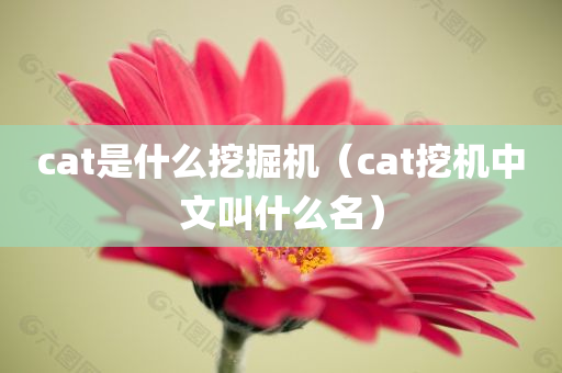 cat是什么挖掘机（cat挖机中文叫什么名）