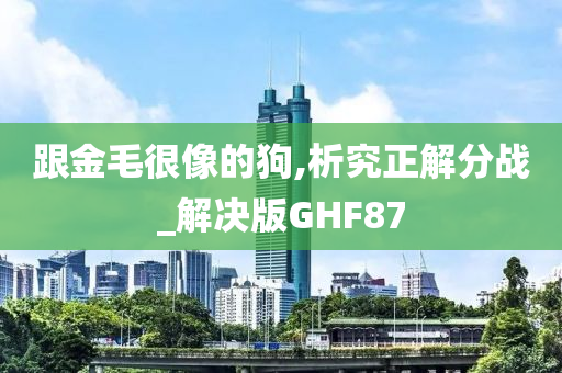 跟金毛很像的狗,析究正解分战_解决版GHF87